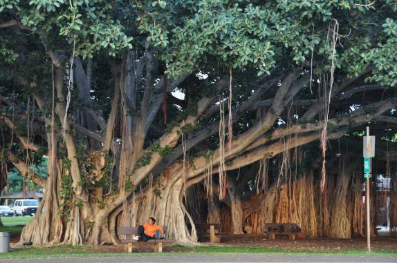 Uma das árvores gigantes e centenárias na orla de Waikiki, praia de Honolulu, a capital do Havaí, na ilha de Oahu